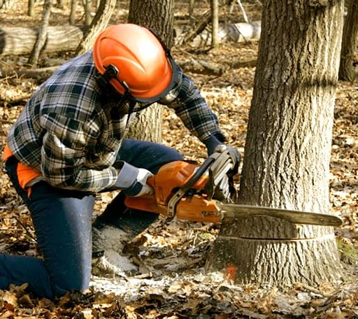 Tree Removal in East Randolph, VT